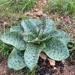 Ledebouria revoluta موطن