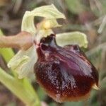 Ophrys passionis Ostatní