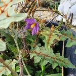 Solanum pyracanthos Blomma