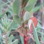 Lythrum hyssopifolia Blatt