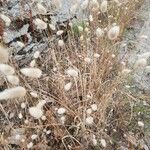 Lagurus ovatus Plante entière