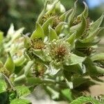 Rubus apetalus Flower