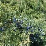 Juniperus virginiana Fruit