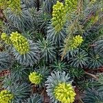 Euphorbia characias 形態