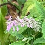 Elsholtzia stauntonii Flor