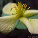 Hypericum crux-andreae Blüte