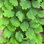 Adiantum raddianum Leaf