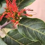 Combretum coccineum Blüte