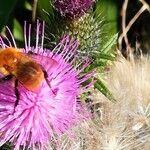 Cirsium vulgare Kukka