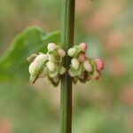 Rumex conglomeratus फल