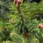 Abies koreana Lehti