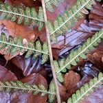 Dryopteris filix-mas ഫലം