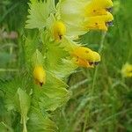 Rhinanthus major Квітка