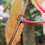 Parthenocissus inserta 樹皮