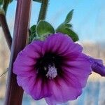 Malva sylvestris花