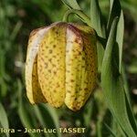 Fritillaria tubaeformis Õis