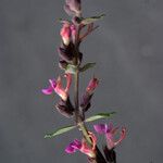 Teucrium divaricatum その他の提案