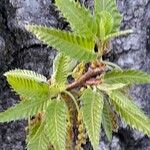 Quercus castaneifolia Folio