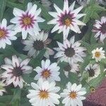 Zinnia angustifoliaFlower