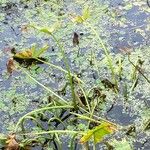 Hydrocotyle ranunculoides 葉