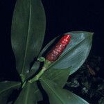 Costus scaber Flower