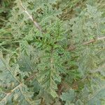 Solanum sisymbriifolium Leaf