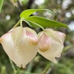 Calochortus albus Кветка