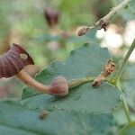 Aristolochia pistolochia Frugt