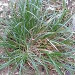 Carex brunnea Lapas