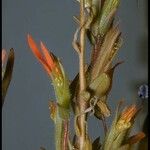 Castilleja parviflora പുഷ്പം