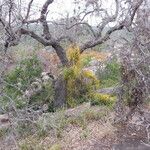 Cuscuta exaltata Hábito