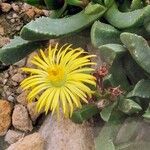 Carruanthus ringens Flower