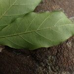 Cremaspora triflora Leaf