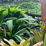 Guzmania plumieri Листок