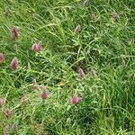 Trifolium rubens Хабит