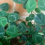 Euphorbia graminea Hoja