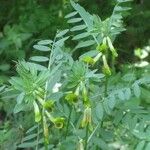 Vicia melanops Habit