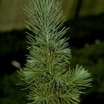 Pinus brutia Други