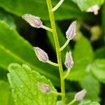 Myosotis sylvatica Frucht