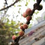 Ficus virens Fruit