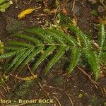 Pteris incompleta Likasa