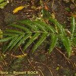 Pteris incompleta Blad