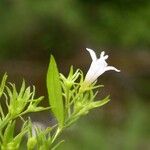 Houstonia purpurea Cvet