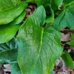 Arum cylindraceum Leaf