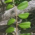 Capparis flexuosa Leaf