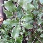 Pittosporum tenuifolium 葉