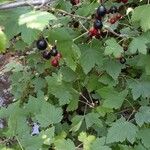 Ribes americanum Plod