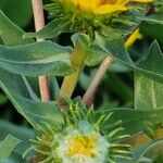 Grindelia integrifolia ফুল