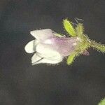 Chaenorhinum minus Flower
