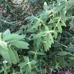 Buddleja loricata Leaf